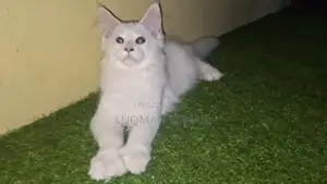 1-3 months Female Purebred Maine Coon