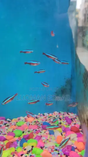 Cardinal Tetras