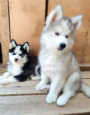 1-3 months Female Purebred Siberian Husky