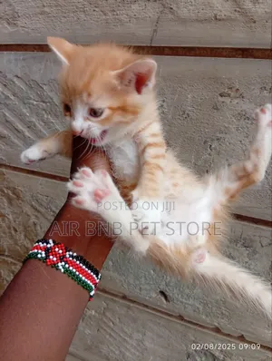 1-3 months Male Mixed Breed American Curl