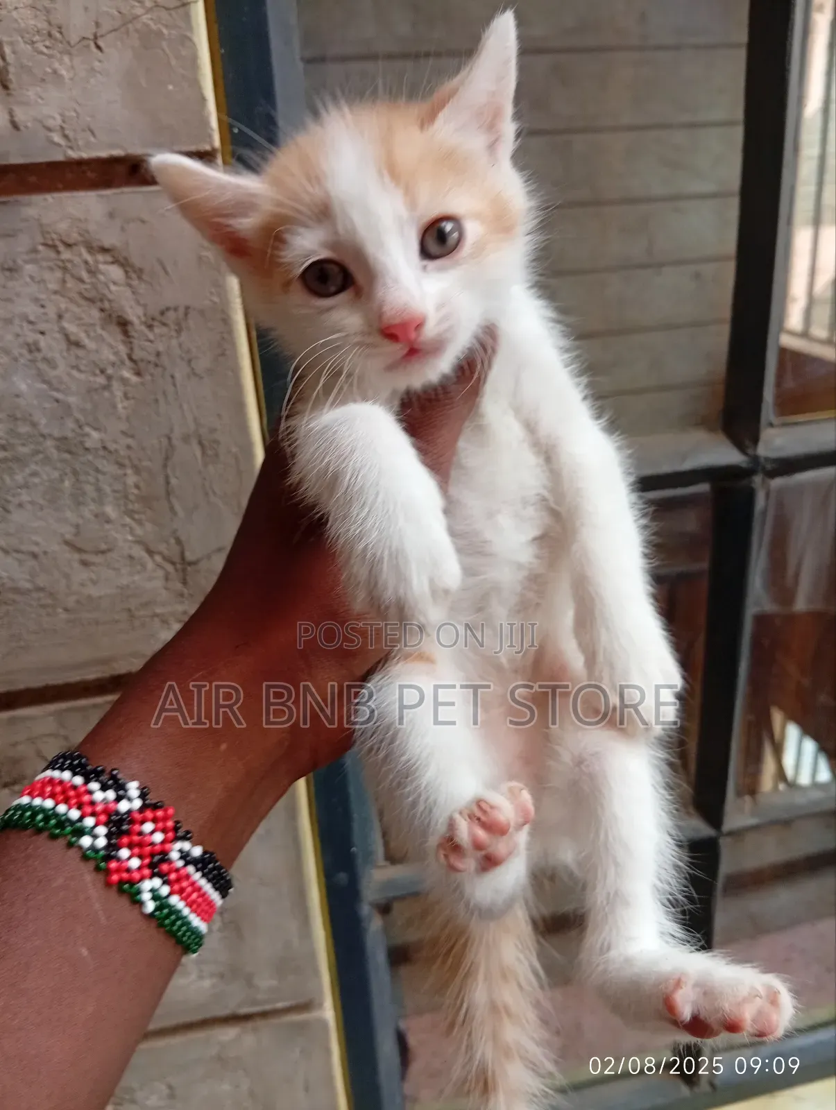 1-3 months Male Mixed Breed American Curl