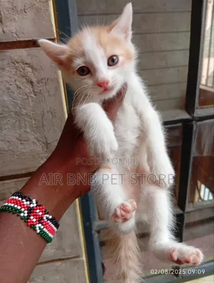 1-3 months Male Mixed Breed American Curl