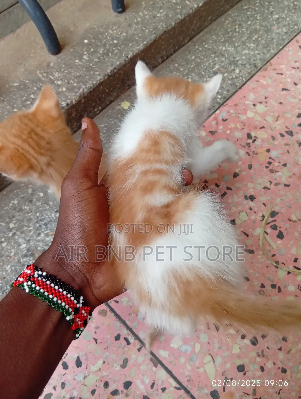 1-3 months Male Mixed Breed American Curl