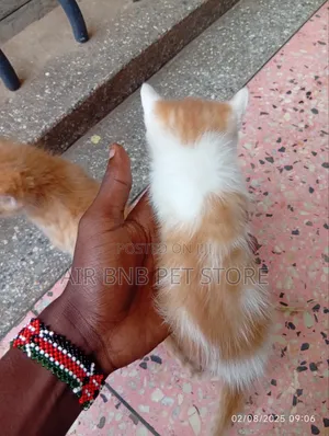 1-3 months Male Mixed Breed American Curl