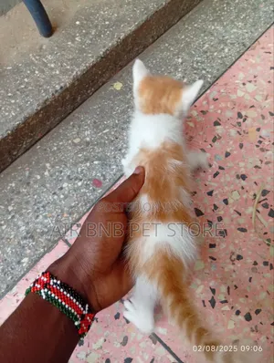 1-3 months Male Mixed Breed American Curl