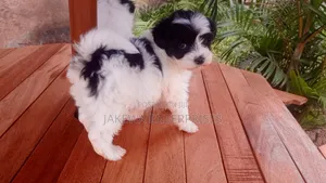 1-3 months Male Purebred Havanese