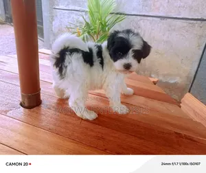 1-3 months Female Purebred Havanese