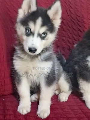 1-3 months Female Purebred Siberian Husky