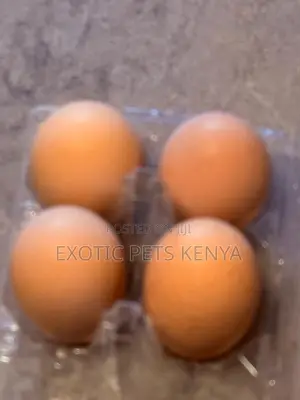 Brahma Eggs