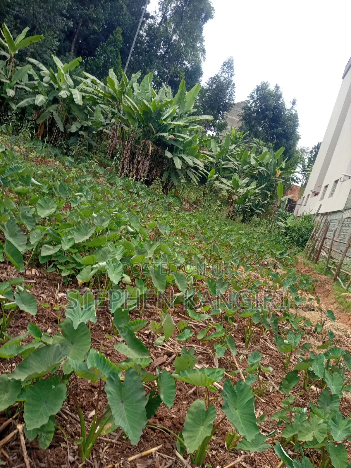 Residential/Commercial Plot