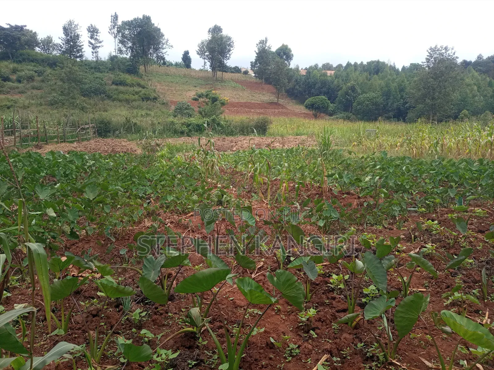 Residential/Commercial Plot