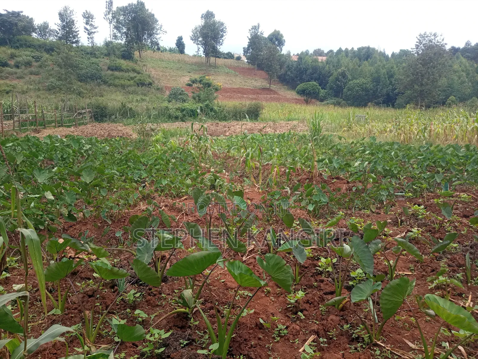 Residential/Commercial Plot
