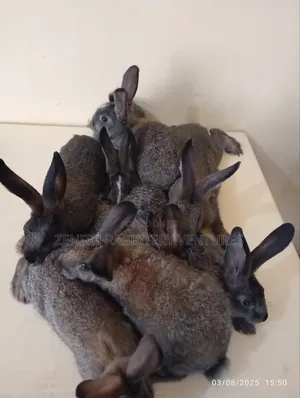 Rabbits Breeders And Organic Fertilizer (Urine For Sale)