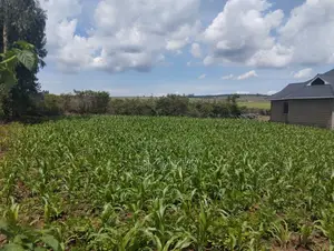 50 by 100 Land Plot in Sobea, Nakuru (Ex-Margaret)