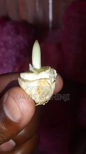 Garlic Seeds