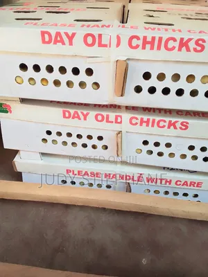 Day Old Broiler Chicks
