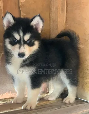 1-3 months Female Purebred Siberian Husky