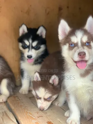 1-3 months Female Purebred Siberian Husky