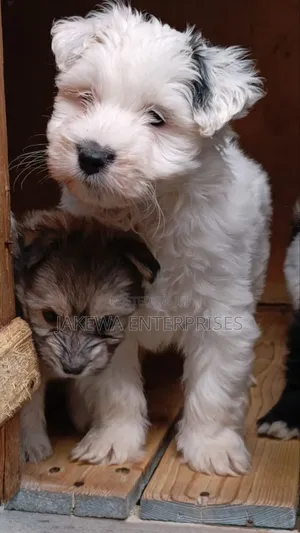 1-3 months Male Purebred Havanese