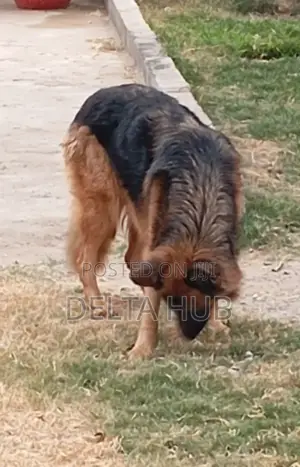 1+ year Female Purebred German Shepherd