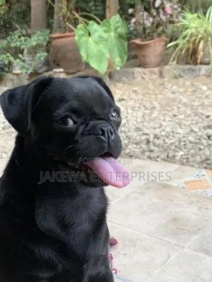 3-6 months Female Purebred Pug
