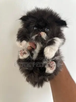 1-3 months Male Purebred Persian