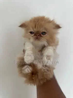 1-3 months Male Purebred Persian