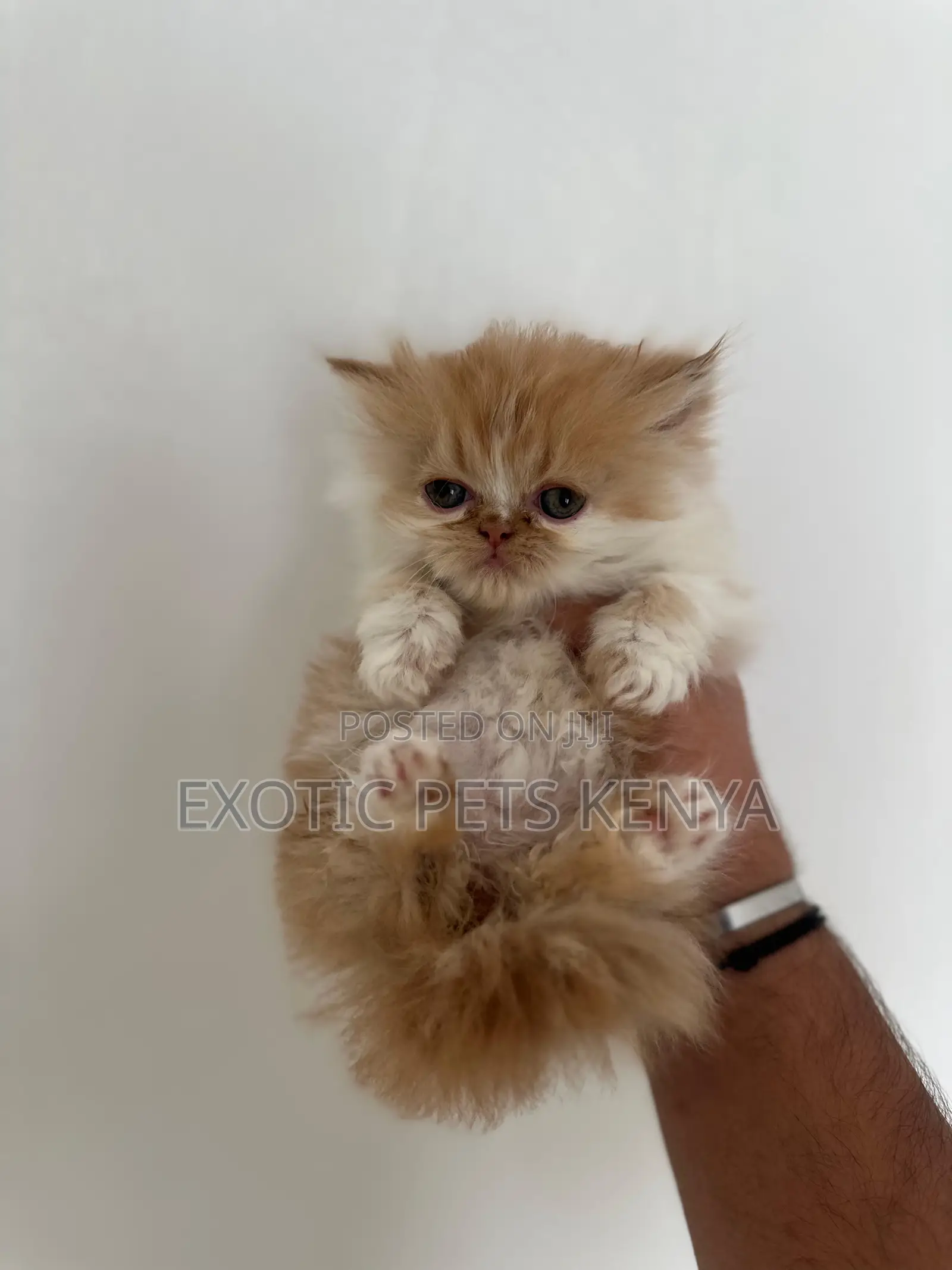 1-3 months Female Purebred Persian