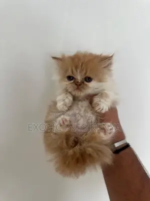 1-3 months Female Purebred Persian