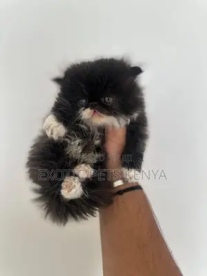 1-3 months Female Purebred Persian