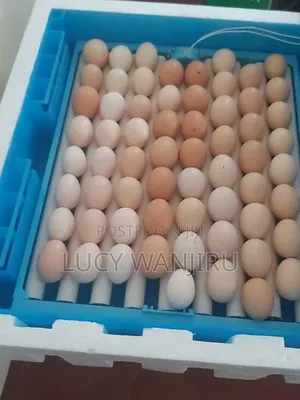 64 Eggs Incubator/ Egg Incubator