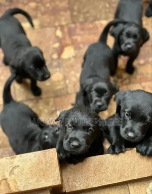 1-3 months Male Purebred Labrador Retriever