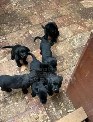 1-3 months Female Purebred Labrador Retriever