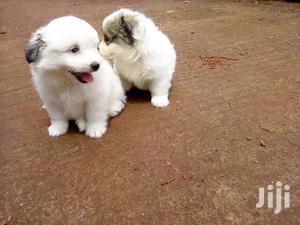 Young Female Purebred Maltese