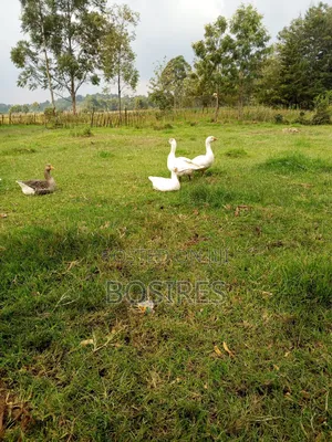 Mature Goose