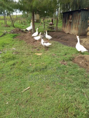 Mature Goose