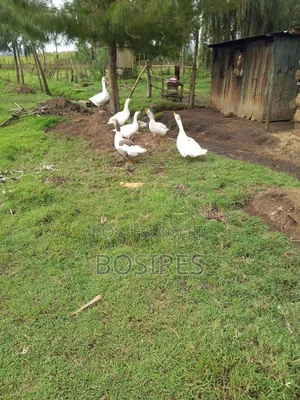 Mature Goose