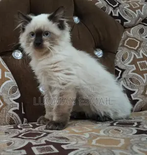 1-3 months Male Purebred Ragdoll