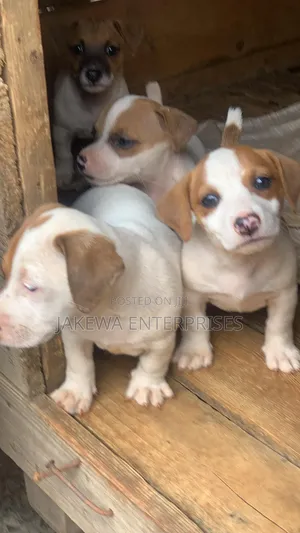 1-3 months Male Purebred Jack Russell Terrier