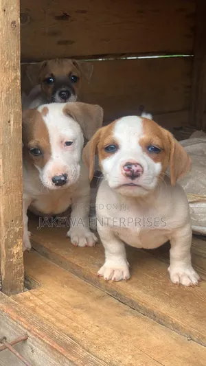 1-3 months Female Purebred Jack Russell Terrier