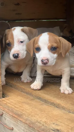 1-3 months Male Purebred Jack Russell Terrier