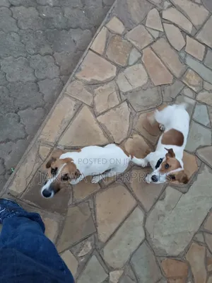 1-3 months Male Purebred Jack Russell Terrier