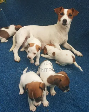1-3 months Male Purebred Jack Russell Terrier