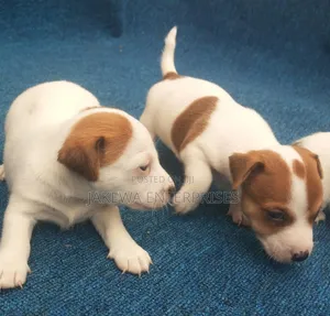1-3 months Female Purebred Jack Russell Terrier