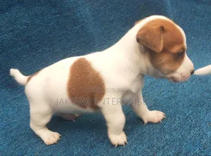 1-3 months Male Purebred Jack Russell Terrier