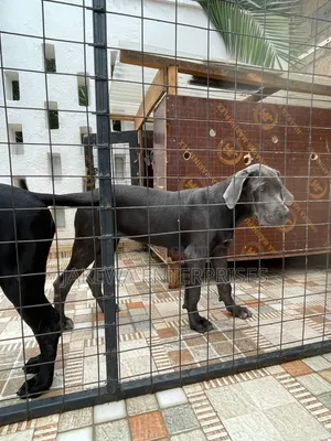 3-6 months Female Purebred Great Dane
