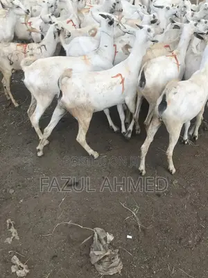 Supplies of Galla Goats