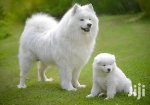 1-3 Month Male Purebred Pomeranian