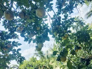 7.5 Acre Established Farm On Sale!