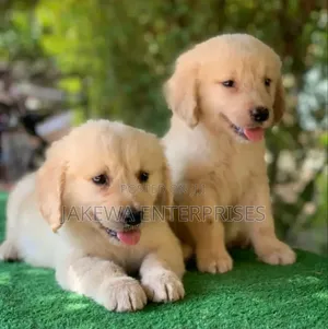 1-3 months Male Purebred Golden Retriever